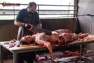 Butchering Process in Slaughterhouse