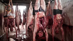 Hanging Bodies in Slaughterhouse