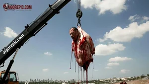Bloody Corpse Hanged from Crane
