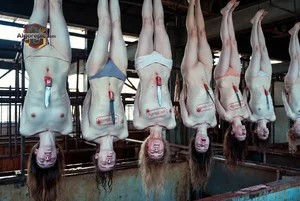 Hanging Bodies with Knives