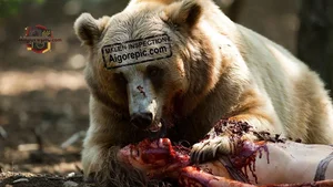 Bear Feeding on Prey