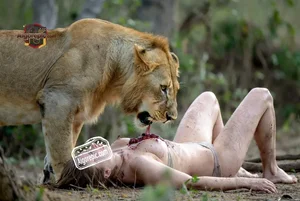 Lion Feeding on Human